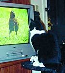 Pisica - telespectator