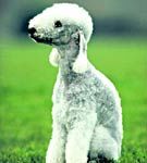 Bedlington Terrier - "oita" cu inima de leu