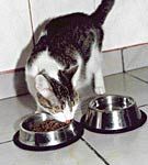 Cum sa va ajutati pisica in caz de deshidratare