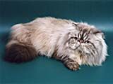 Persana - pisica aristocrata