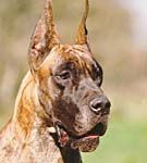 Dog german - Un Apollo al raselor canine