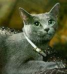 Albastra de Rusia - pisica "arhanghel"