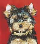 Yorkshire Terrier - un aristocrat in miniatura
