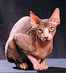 Sphynx - pisica nuda