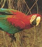 Ara chloroptera - Macaw-cu-aripi-verzi