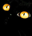 Pisicile negre - "prezicatoarele" cu blana ca noaptea