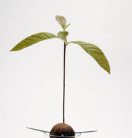 Avocado, planta ornamentala