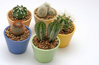 Cactusul - o planta usor de intretinut
