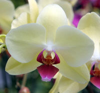 Cum ingrijim orhideea pe timpul iernii?