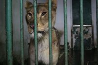 Trei feline din Romania vor fi transferate in Africa de Sud