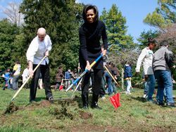 Gradina de legume a lui Michelle Obama
