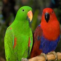 Papagalii Eclectus, ideali pentru apartament