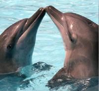 Delfinariul din Constanta aduce trei delfini din China
