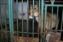 Patru lei din Romania vor ajunge in Africa de Sud