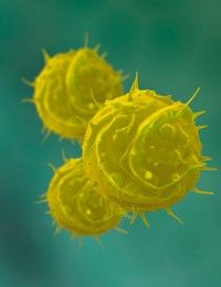 Numarul cazurilor de gripa cu virus AH1N1 creste
