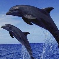 Delfinii ne dau lectii despre diabet