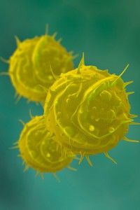 Numarul cazurilor de gripa pandemica ramane neschimbat