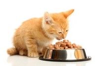Alege o dieta sanatoasa pentru pisica ta