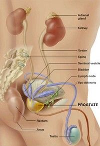 pâlnie magnetică pentru tratamentul prostatitei durere de coccis cu prostatita