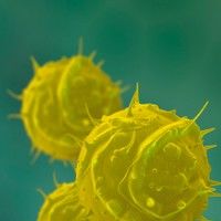 Numarul cazurilor de gripa AH1N1 ramane neschimbat