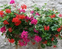 Umple-ti casa de culoare! Plante cu flori pentru vara