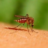 Virusul West Nile: simptome şi măsuri de protecţie