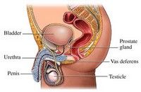Adenomul şi cancerul de prostată pe primul loc între tumorile bărbatului