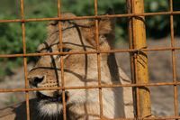 Patru lei din România şi doi din Bulgaria, transferaţi într-o rezervaţie din Africa de Sud