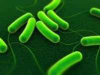 E.coli: 7 sfaturi ca să nu te îmbolnăveşti niciodată
