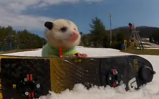 VIDEO: Ratatouille, oposumul care face snowboard