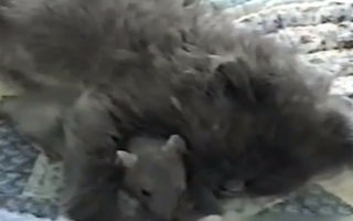 VIDEO. Tom şi Jerry nu se urăsc. Un pui de șobolan lângă o pisică