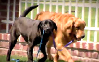 Prietenie emoționantă: Un câine ajută un patruped orb