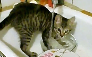 Cea mai harnică pisică: spală vasele în chiuvetă! - VIDEO