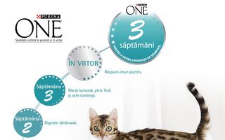 Provoacă-ţi pisica la o viaţă sănătoasă!