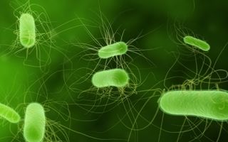 Bacteria E. Coli la copii: simptome şi măsuri de prevenire