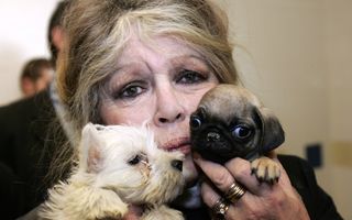 Brigitte Bardot vrea să salveze de la moarte un câine care a desfigurat o fetiță