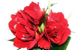 Amarilis rosu –floarea sezonului toamna-iarna 2013/2014