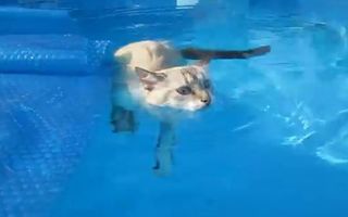 VIDEO: O pisică înoată în piscină