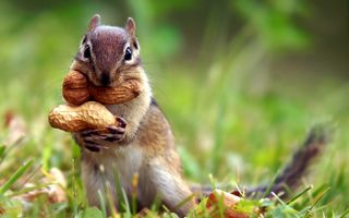 VIDEO: O veveriță își face provizii