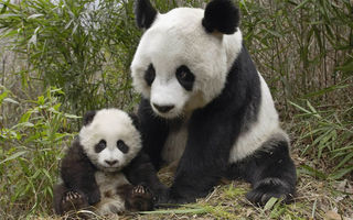VIDEO: Panda nu vrea să doarmă