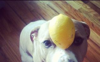 VIDEO: Ce face un câine după ce mănâncă o lămâie