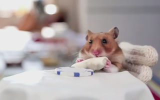 VIDEO: Un hamster mănâncă burrito