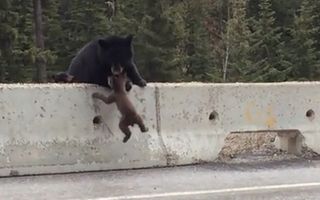 VIDEO: Un pui de urs, salvat de mama lui