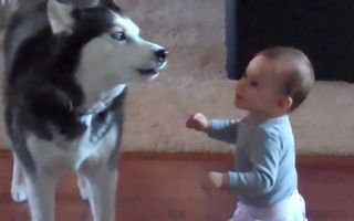 VIDEO: Un câine Husky și un bebeluș se înțeleg perfect