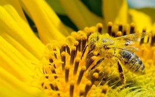 Secretul tenului vedetelor: veninul de albină