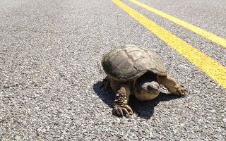 VIDEO: Țestoasa fugărește o mașinuță