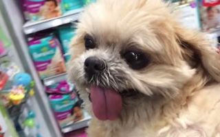 VIDEO: Câinele avea chef de shopping