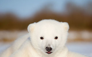 VIDEO: Un pui de urs polar vede pentru prima oară zăpada