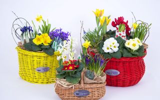 Fabulous Baskets prevesteste primavara odata cu lansarea noii colectii de cosuri de bicicleta pline cu flori