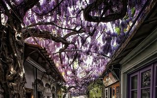 15 străzi magice pline cu flori și copaci din toate colțurile lumii